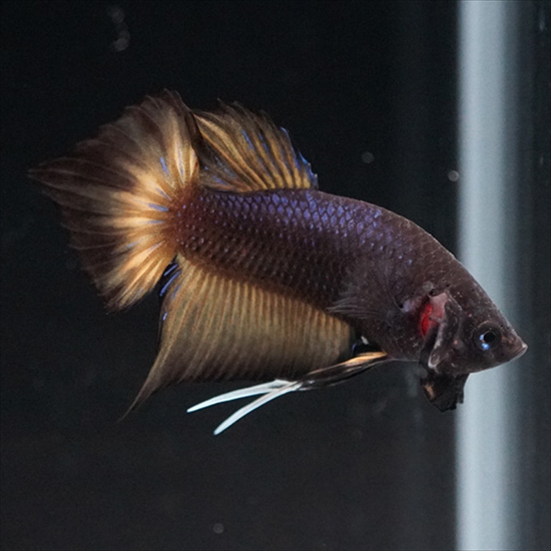 画像11: ワイルドハイブリッド マスタード ♂のみ (11)