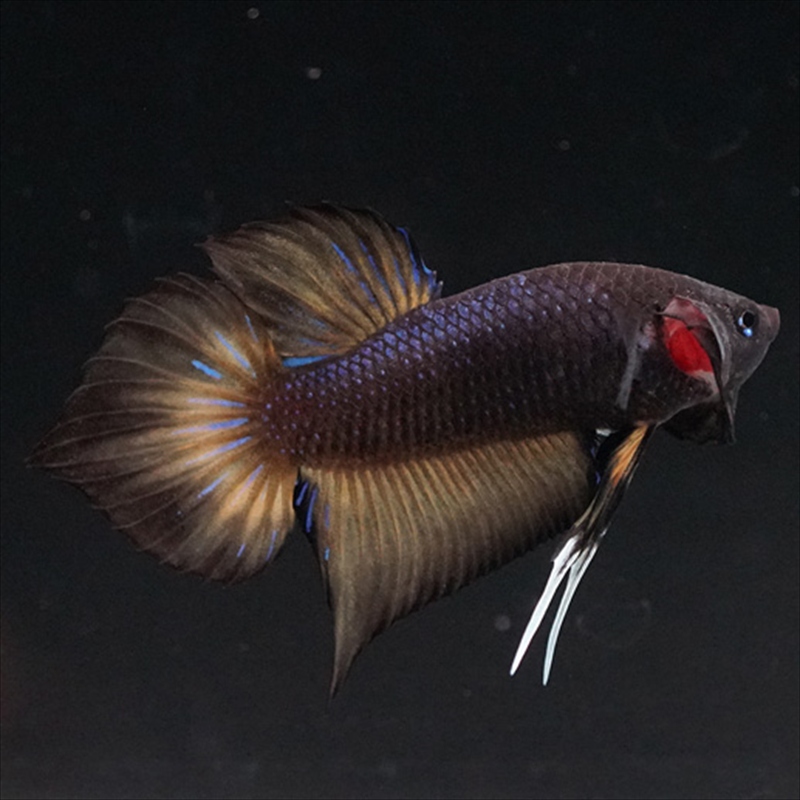 画像10: ワイルドハイブリッド マスタード ♂のみ (10)