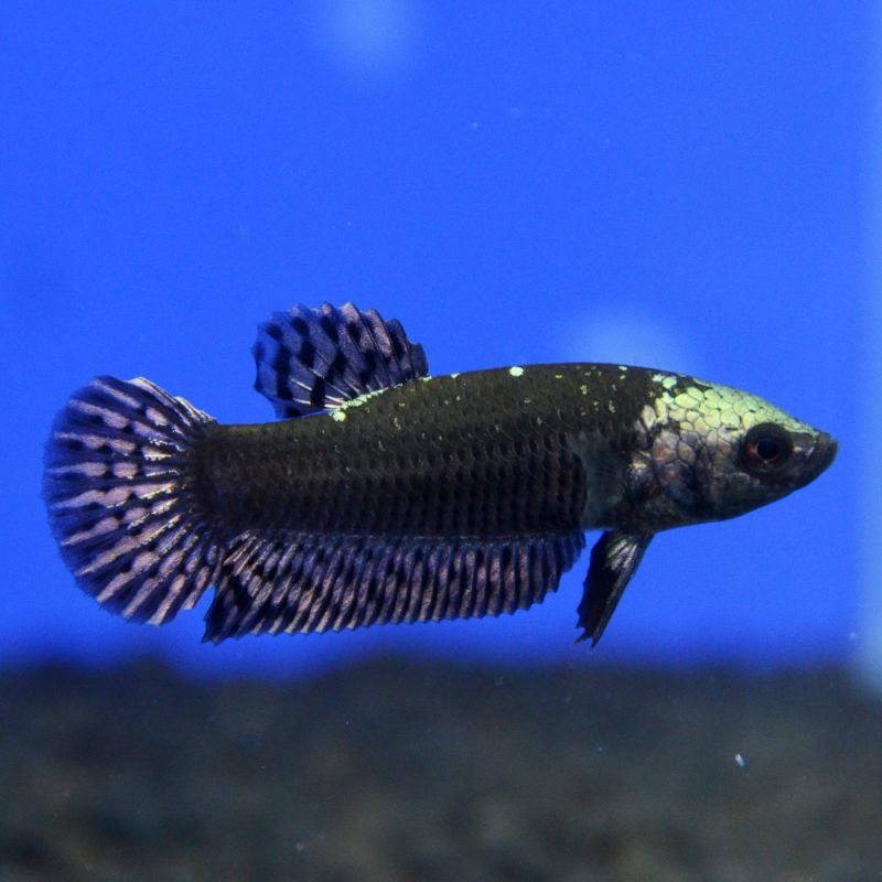 ショーベタ専門店 よこはま金魚エイリアン カッパーサムライ ペアalcs3 ショーベタ専門店 よこはま金魚エイリアン カッパーサムライ ペアalcs3