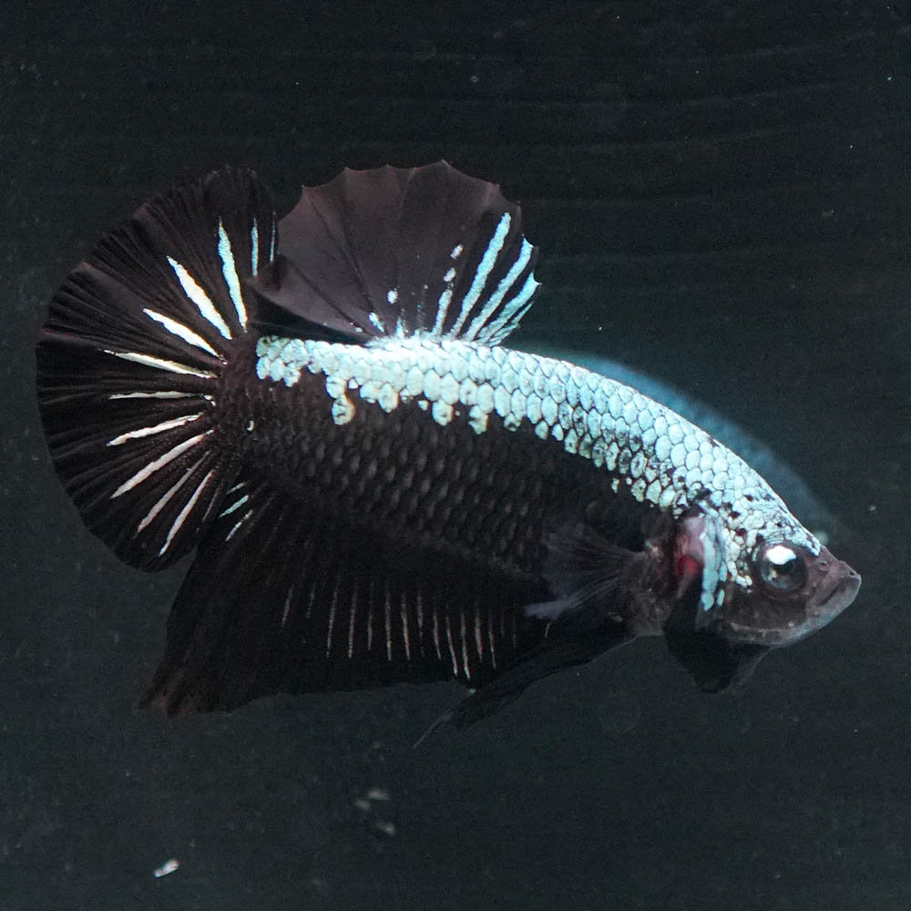 ショーベタ専門店 よこはま金魚hmpk ブラックサムライa6185
