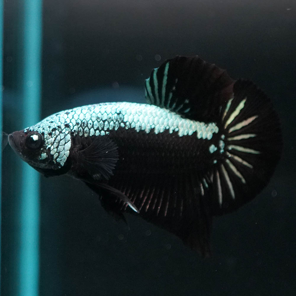 ショーベタ専門店 よこはま金魚hmpk ブラックサムライa6185