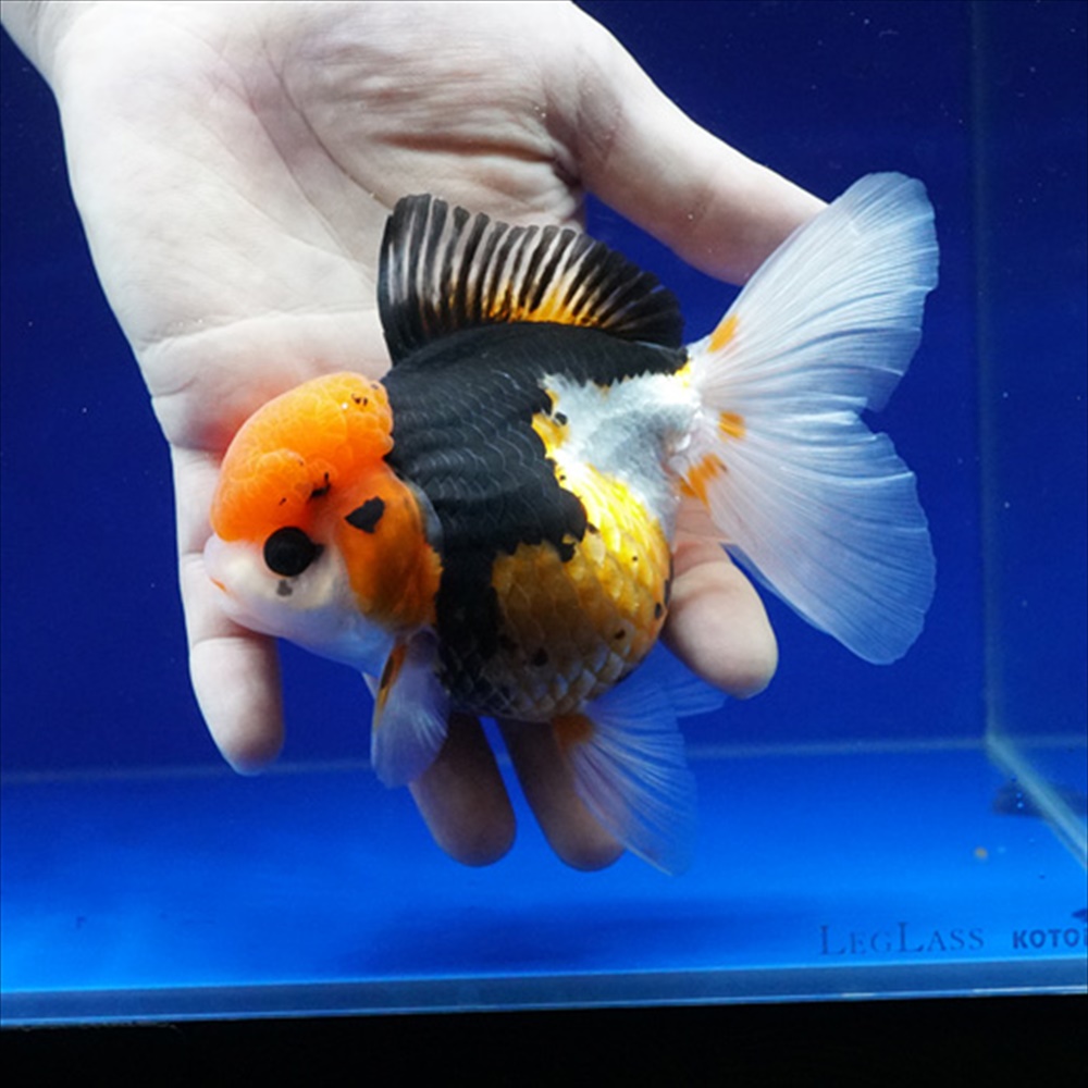 ショーベタ専門店 よこはま金魚タイ産 トリカラーオランダ 12cm