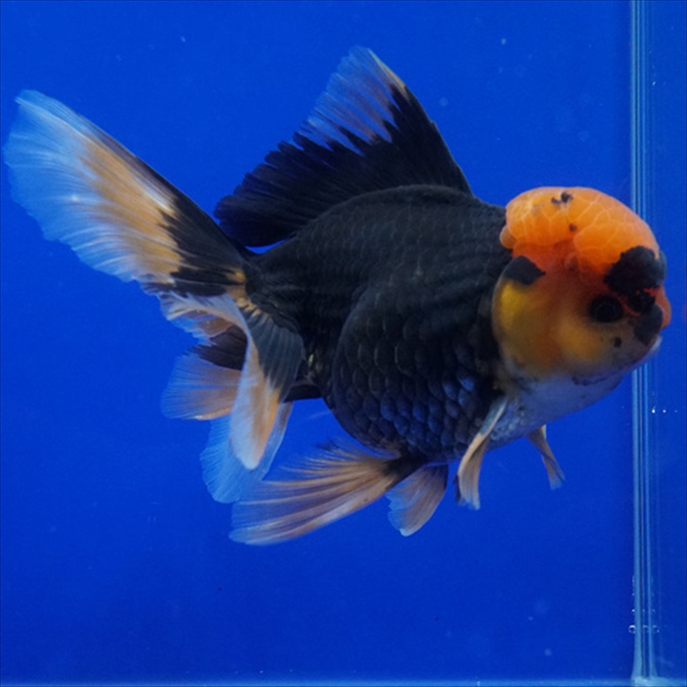 ショーベタ専門店 よこはま金魚タイ産 赤黒オランダ 12cm±k1213